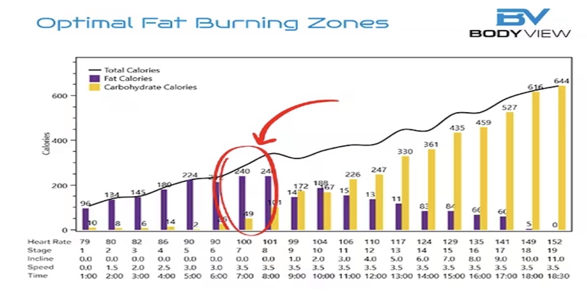 Fat Calories vs Carbohydrate Calories: How Your Body Burns Energy and Why VO2 Max and Fat Max Testing Matters